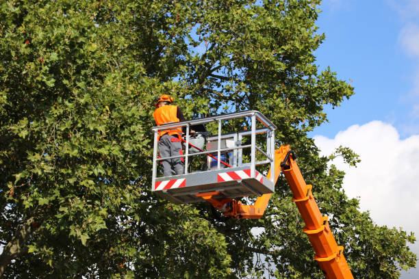 Trusted Barnum Island, NY  Tree Services Experts